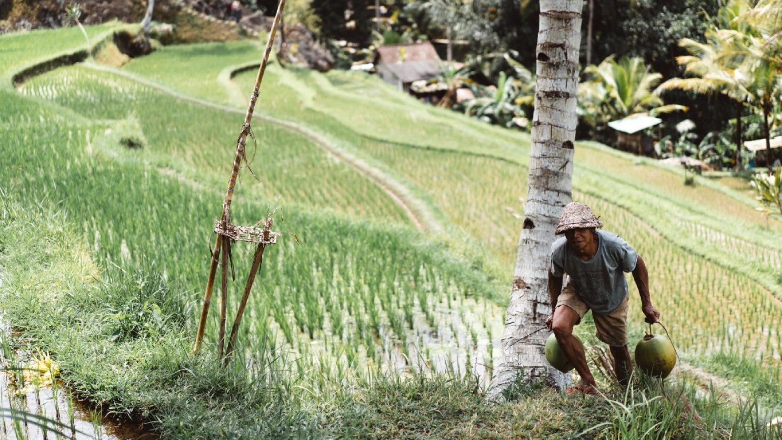 A smallholder farmer in a rice field