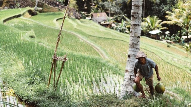 A smallholder farmer in a rice field